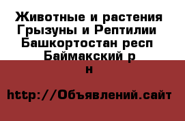 Животные и растения Грызуны и Рептилии. Башкортостан респ.,Баймакский р-н